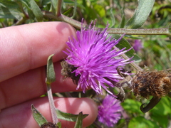 Centaurea debeauxii