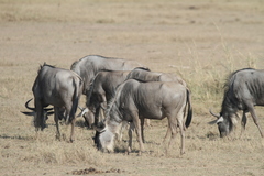Connochaetes taurinus albojubatus