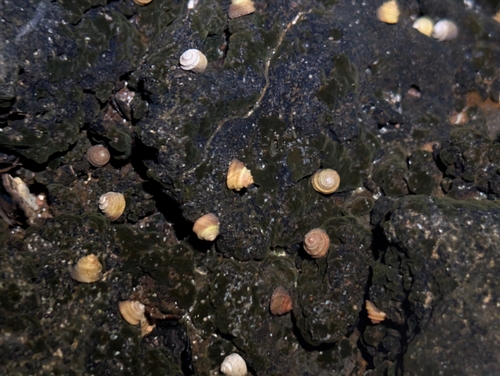 Peasiella tantilla observed 2025-05-29