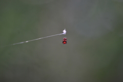 Micrathena glyptogonoides