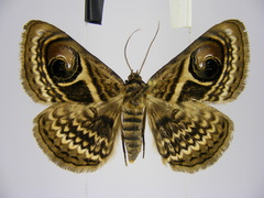 Calliodes