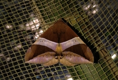Poaphilini