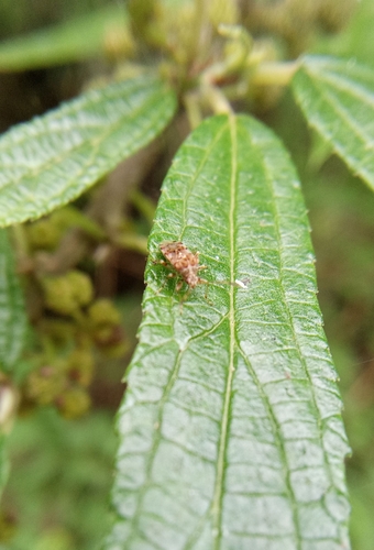 Bryanellocoris observed 2025-05-27