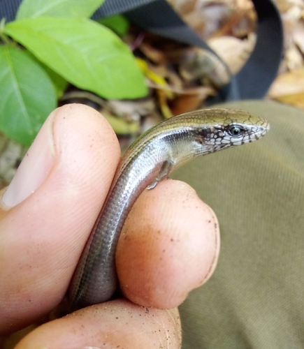 Cuban Galliwasp, Diploglossus delasagra