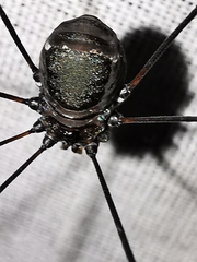 Leiobunum viridorsum