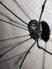 Leiobunum viridorsum