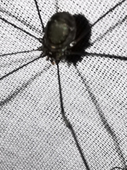 Leiobunum viridorsum