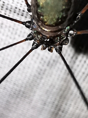 Leiobunum viridorsum