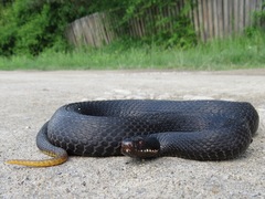 Adder photo 3