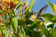 Talaphorus chlorocercus