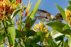Talaphorus chlorocercus