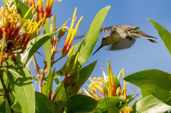 Talaphorus chlorocercus