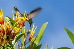 Talaphorus chlorocercus