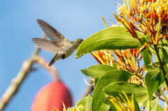 Talaphorus chlorocercus