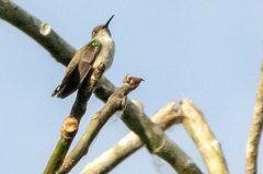 Talaphorus chlorocercus