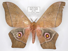 Imbrasia epimethea