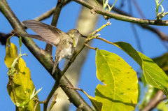 Talaphorus chlorocercus