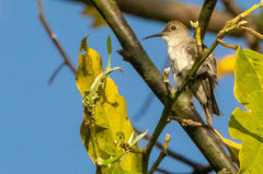 Talaphorus chlorocercus