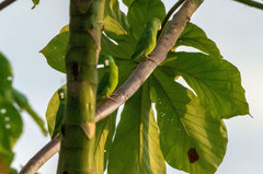 Forpus crassirostris