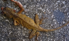 Acanthosaura lepidogaster