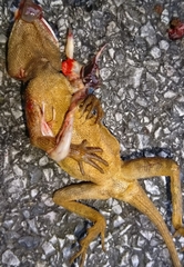 Acanthosaura lepidogaster