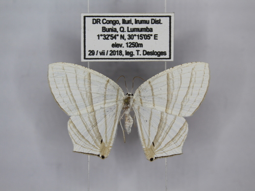Dissoprumna erycinaria