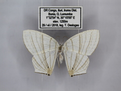 Dissoprumna erycinaria