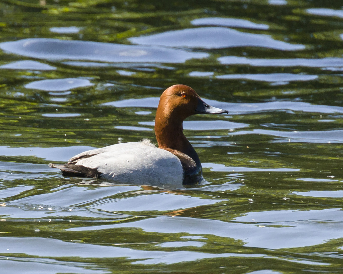 Common Pochard