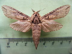 Strigocossus capensis