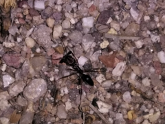 Odontomachus desertorum