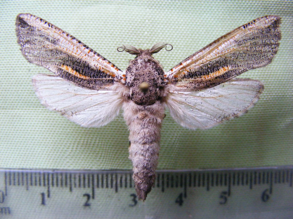 Azygophleps junkeri
