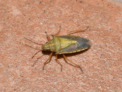 Oebalus