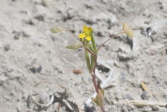 Cleomella parviflora