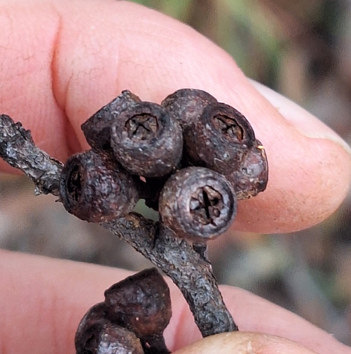 Eucalyptus eugenioides, photograph 3