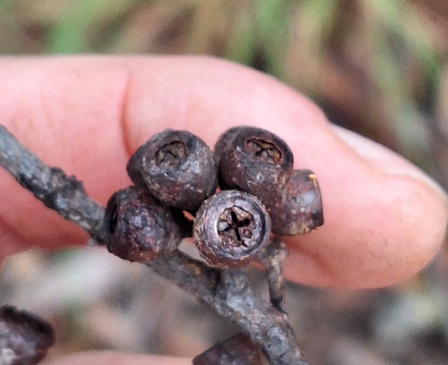 Eucalyptus eugenioides, photograph 4