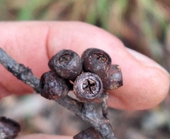 Eucalyptus eugenioides, photograph (c) Greg Tasney, some rights reserved (CC BY-SA)