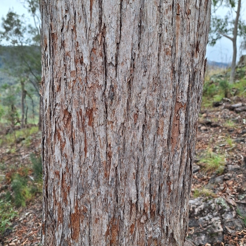 Eucalyptus eugenioides, photograph 5