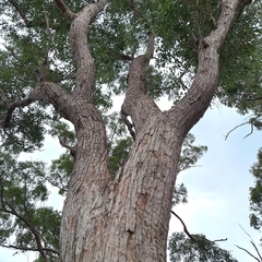 Eucalyptus eugenioides, photograph (c) Greg Tasney, some rights reserved (CC BY-SA)