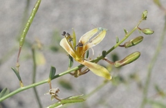 Carsonia sparsifolia