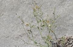 Carsonia sparsifolia