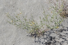 Carsonia sparsifolia