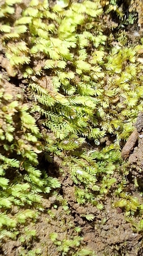 Fissidens taylorii, 2025-05-30