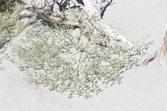Carsonia sparsifolia
