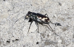 Cicindela willistoni echo