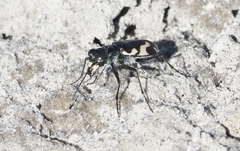 Cicindela willistoni echo