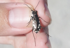 Cicindela willistoni echo