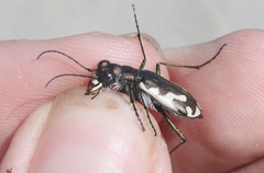 Cicindela willistoni echo
