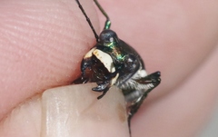 Cicindela willistoni echo