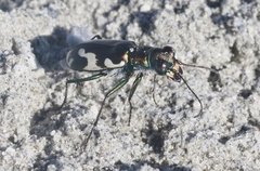 Cicindela willistoni echo