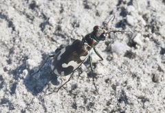 Cicindela willistoni echo